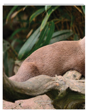Load image into Gallery viewer, New Leaf Paper Photoreal Journal showing back cover photography of otters
